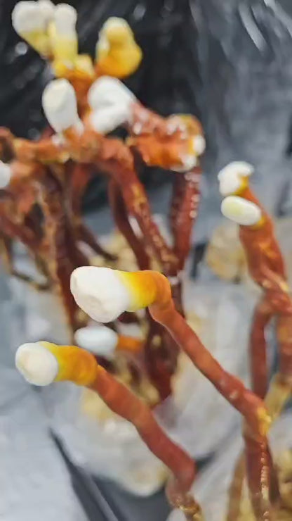 BIO Reishi: Slaap+